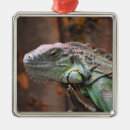 Pesquisar por lagartos ornamentos Iguana