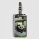 Pesquisar por panda amor bagagem tags Fofo