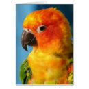 Pesquisar por pássaros exóticos cartoes Bonito