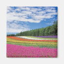 Pesquisar por flor só bonita imas Campo de flores