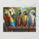 Pesquisar por papagaio colorido cartoes postais Pássaro