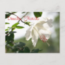 Pesquisar por flor hibiscus cartoes postais Florida