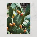 Pesquisar por picante cartoes postais Planta
