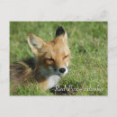 Pesquisar por fox cartoes postais Selvagem