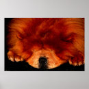 Pesquisar por chow pôsteres Cão