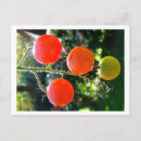 Pesquisar por vermelho de cereja cartoes postais Jardim