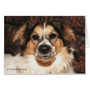 Pesquisar por sheltie cartoes postais Raça