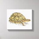 Pesquisar por tartaruga impressão de canvas Arte da tartaruga