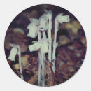 Pesquisar por flor indiana adesivos Natureza