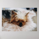 Pesquisar por yorkshire terrier dog pôsteres Animal