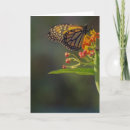 Pesquisar por imagens da natureza cartoes Borboleta