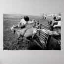 Pesquisar por touro rodeio pôsteres Caubói