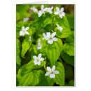 Pesquisar por joyce cartoes postais Hike