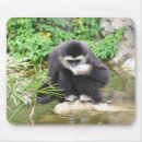 Pesquisar por bebendo do macaco Animal