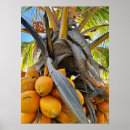 Pesquisar por coco pôsteres Fruta