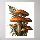 Pesquisar por cogumelos vermelhos pósteres pôsteres Amanita