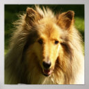 Pesquisar por lassie Cães
