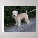 Pesquisar por brand pósteres pôsteres Cão