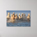 Pesquisar por cavalo branco impressão de canvas Praia