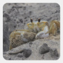 Pesquisar por crustáceos adesivos Praia