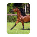 Pesquisar por cavalo árabe imas Equestre