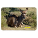 Pesquisar por no ar imas Animal