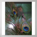 Pesquisar por pássaros majestosos pôsteres Azul