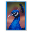Pesquisar por pavão orgulhoso Peafowl