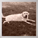 Pesquisar por de labrador retriever pôsteres Bonito