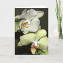 Pesquisar por cumprimento da orquídea Aniversário