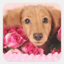 Pesquisar por filhotes de cachorro adesivos Doxie
