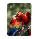 Pesquisar por brasileira imas Animal