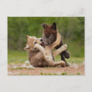 Pesquisar por filhote lobo cartoes postais Lobos