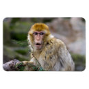 Pesquisar por caras engraçadas imas Cara engraçada