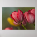 Pesquisar por tulipas amarelas pôsteres Rosa