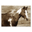 Pesquisar por altivo Cavalo