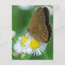Pesquisar por borboleta marrom cartoes postais Inseto