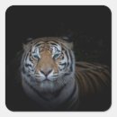 Pesquisar por tiger adesivos Vida selvagem