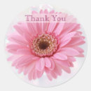 Pesquisar por margarida cor de rosa do gerbera Floral