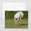 Pesquisar por cavalo andaluz cartoes postais Bob langrish