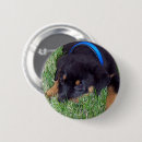Pesquisar por eu sou caos botons For pets