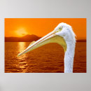 Pesquisar por pelicanos pósteres pôsteres Animal