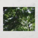 Pesquisar por canela postais postais cartoes postais Floresta