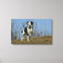 Pesquisar por border collie impressão de canvas Cão