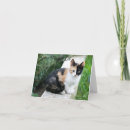 Pesquisar por gato engraçado do gatinho cartoes Para amante de gatos