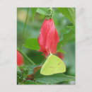 Pesquisar por borboletas tropicais cartoes postais Flores