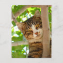 Pesquisar por gato olhos verdes cartoes postais Gatos