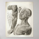 Pesquisar por vintage medical pôsteres Anatomical