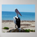 Pesquisar por pelicanos pósteres pôsteres Praia