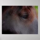 Pesquisar por cavalo percheron Equino